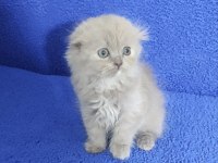 İstanbul içi Adrese teslim lilak scottish fold longhair