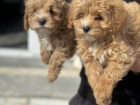 Ankarada ziyarete açık mini maltipoo yavrularımız