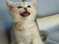 Pembe Burun Yeşil Göz British Shorthair Prenses
