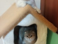 Şecereli Scottish Fold