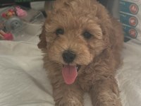 ÇOK OYUNCU VE TATLI MALTİPOO