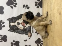 Pug Köpeği Yavrularımız