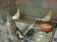 Yavru ve yaşında sultan papağanları