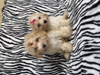 Maltipoo Dişi 2 Aylık