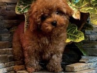 Toy Poodle Harika Bebekler