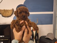 Toy Poodle yavrularımız orjinal red brown