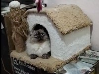 British Longhair Blue Point - Erkek Yavru Aslan