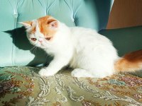 Türkiye'nin en iyilerinden exotic shorthair