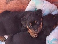Irk garantili rottweiler bebekler
