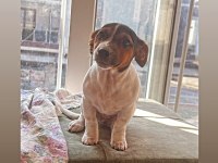 4.5 aylık jack russell Lucy kızım için yuva arıyoruz