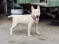 A CLASS ŞECERE DİŞİ BULL TERRİER