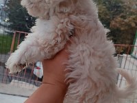 Akıl Küpü Minik Maltipoo Paticik