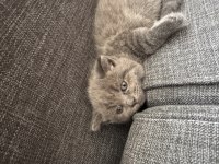 Scottish fold ve british yavruları