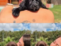 RUHSATLİ ÇİFLİKTEN LABRADOR RETRİEVER YAVRULARI 