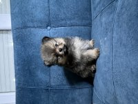 Pomeranian boo 55 günlük