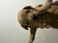 Safkan Kore bebekler toy poodle