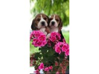beagle bebeklerimiz