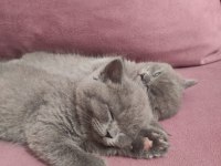 Safkan british longhair