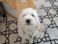 AKILLI MALTESE KIZIM