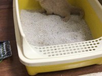 2 aylık british shorthair yavrum tarçına yuva arıyoruz