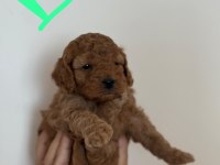 Red Toy Poodle Yavru Dişi ve Erkek Karma Yapıldı