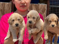 Golden retriever yavrular