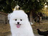 GÜLEN YÜZ POMERANİAN BOO KARBEYAZ