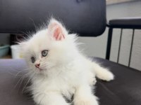 British longhair yavru