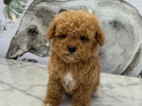 Minicik Çok Sevimli Toy Poodle Yavrularımız