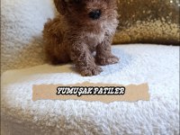 Sevimli Irk Toy Poodle