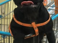 Acil sahip aranıyor pug