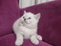 50 günlük scottish fold ve scottish straight yavrular