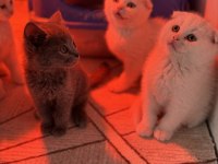 Türkiyenin en güzel scottish fold bebekleri