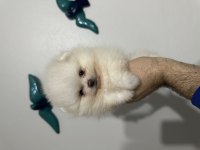 Pomeranian boo akıllı köpeğimiz