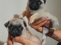 kaliteli pug mops bebekler