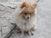 10 aylık pomeranian spitz