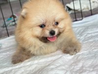 Rezerveye açık erkek pomeranian kardeşler