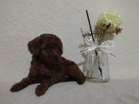 Orjinal Toy Poodle