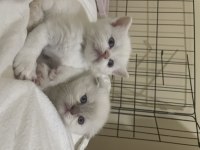 Scottish Fold