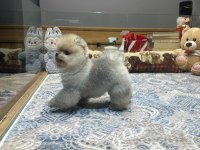 Teddy Face Pomeranian Boo Yavrularımız