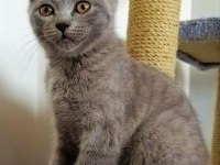2,5 Aylık Yaz Şekeri British Shorthair