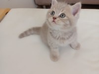 British Shorthair 2 Aylık Dişi