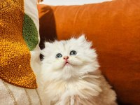 Güzel british longhair prensesim
