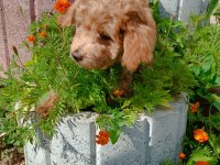 3 Aylık Erkek Poodle Yavru bakımlı ve tuvalet eğitimli