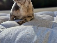 French Bulldog Lilac Merle Erkek