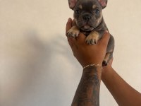 Sağlıklı French Bulldog Yavrular Mevcuttur