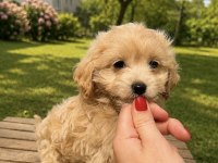 Sütlü Kahveli Dişi Maltipoo