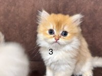 British Longhair Golden Yavrular 50 günlük