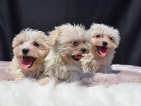 Erkek Maltese