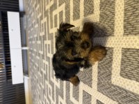 Maltese Malta Terrier